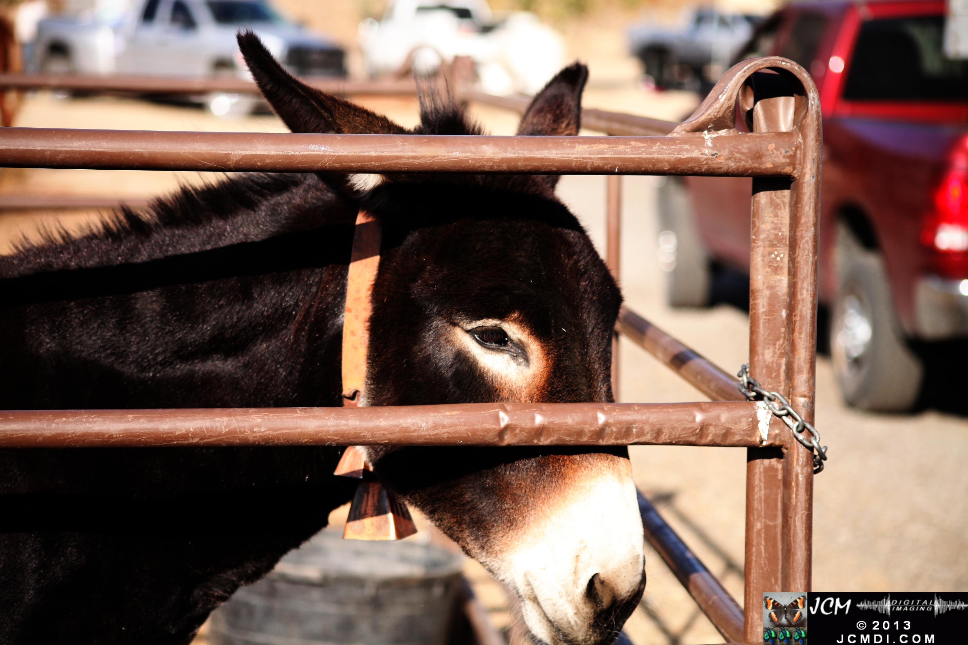 100 Mule Team at Whitney Canyon
